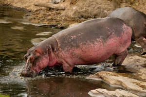 hippo